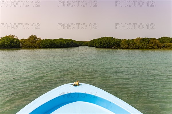 Mangrove forest