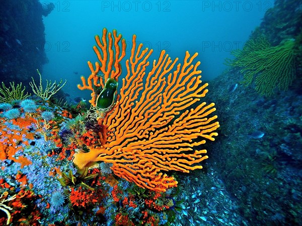 Sinus sea fan