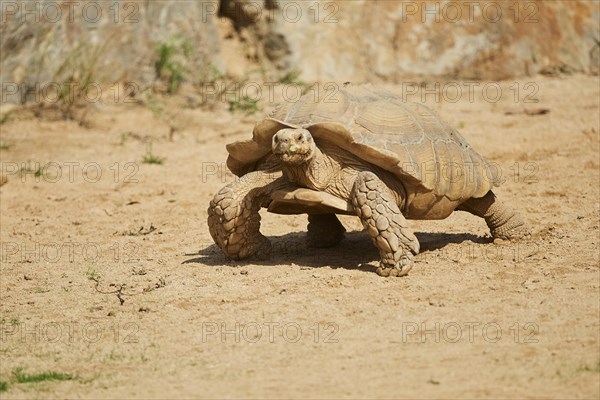 African spurred tortoise