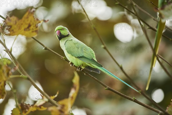 Monk parakeet