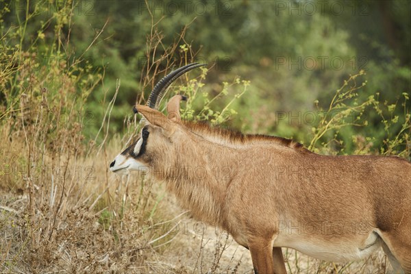 Sable antelope