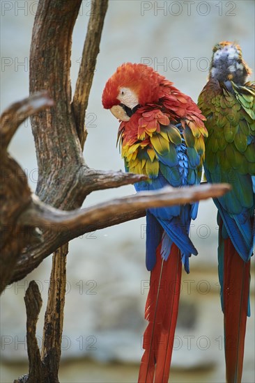 Scarlet macaw