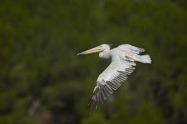 Great white pelican