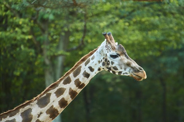 Reticulated giraffe