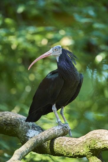 Northern bald ibis