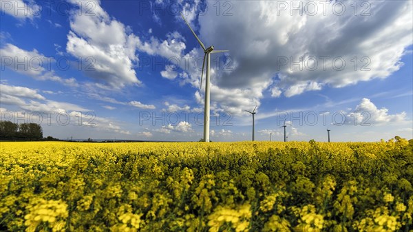 Rape field in blossom with wind turbines