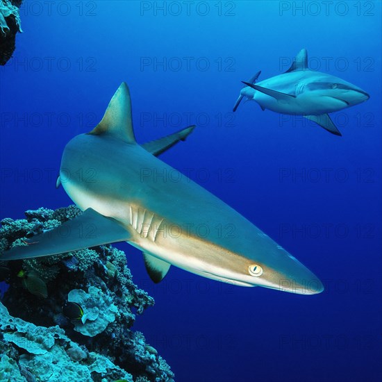 Grey reef shark