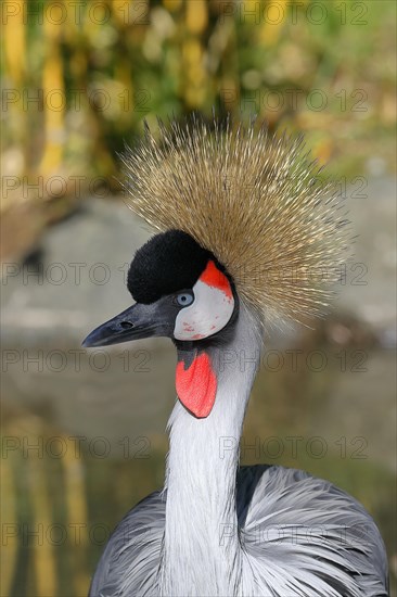 Black crowned crane