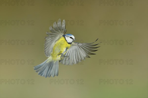 Blue Tit