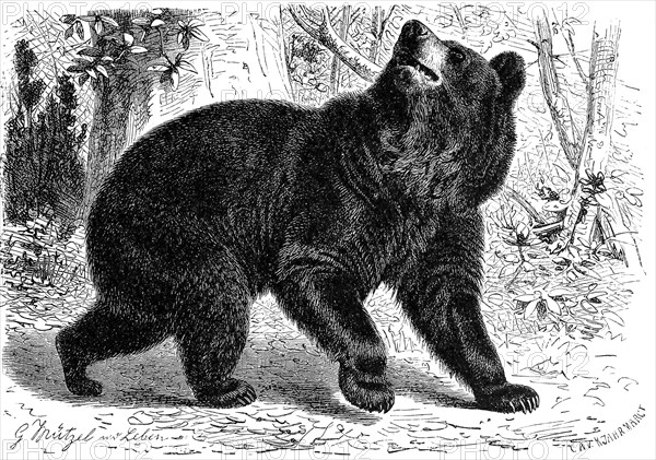 American black bear