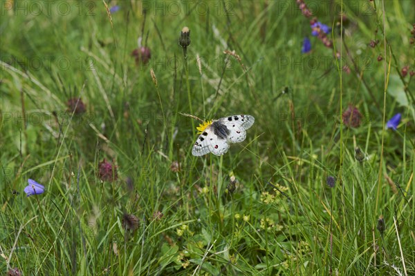 Alpine Apollo