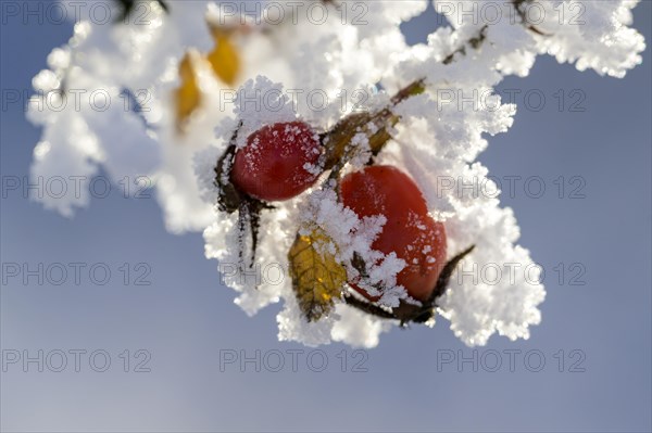 Rosehips