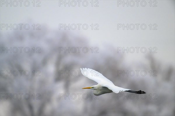 Great egret