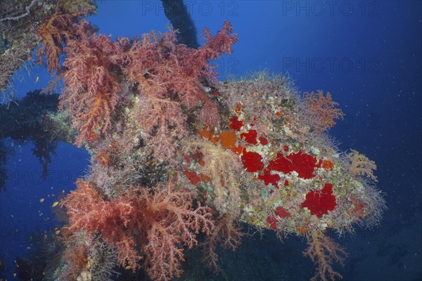 Propeller of the Dunraven overgrown with Hemprich's tree coral