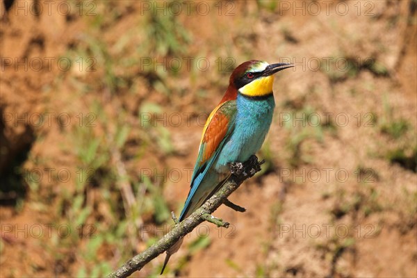 European bee-eater