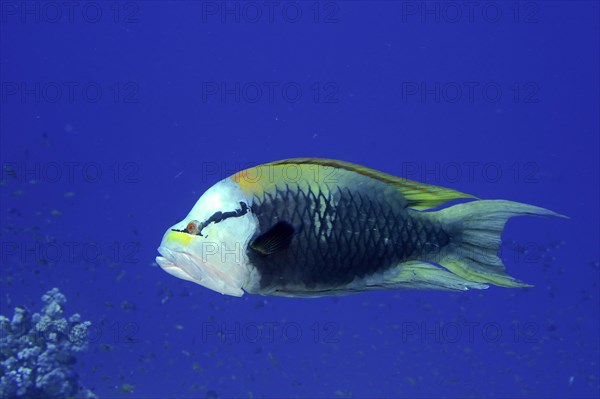 Sling-jaw wrasse