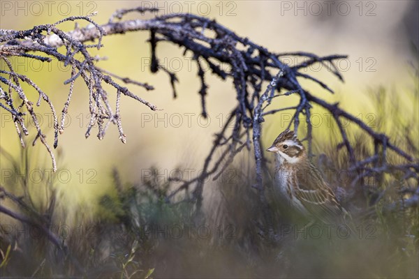 Rustic bunting