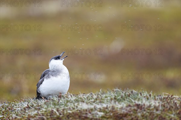 Arctic skua