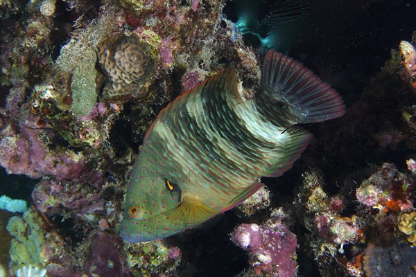 Broomtail wrasse