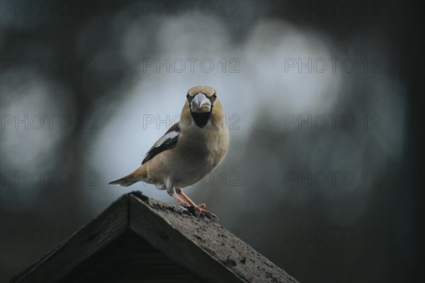 Hawfinch