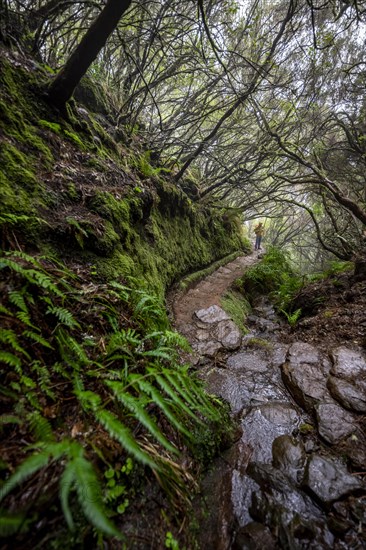 Hiker in dense forest