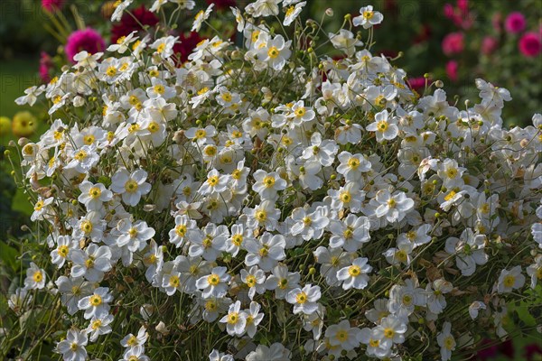 White-flowered chinese anemones