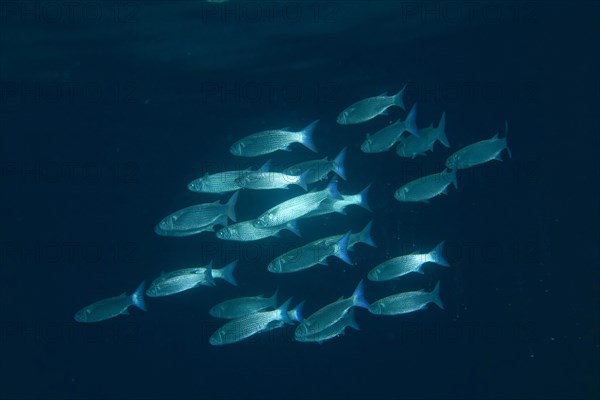 Group of blunt mullet