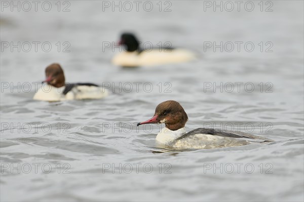 Goosander