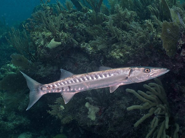 Great barracuda