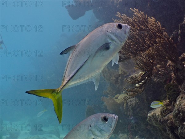 Horse-eye mackerel