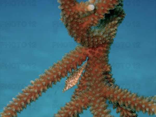 Juvenile slender filefish