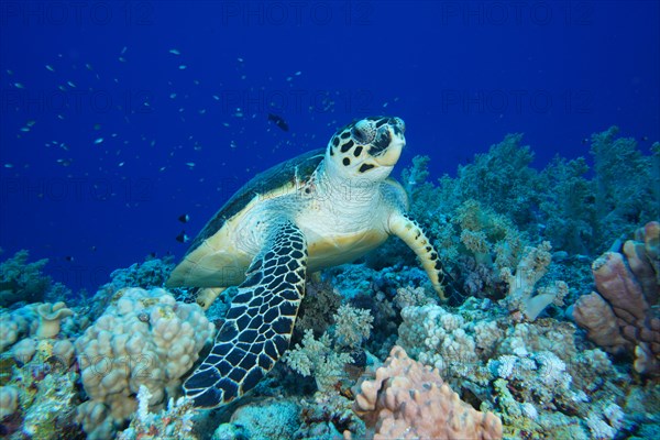 Hawksbill sea turtle