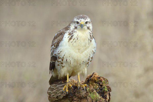 Common steppe buzzard