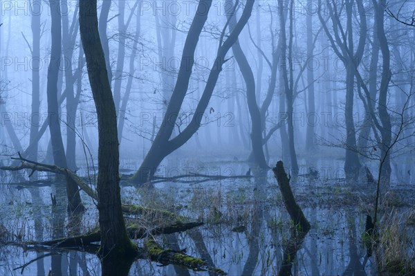 Flooded alder swamp on the shore of Lake Duemmer