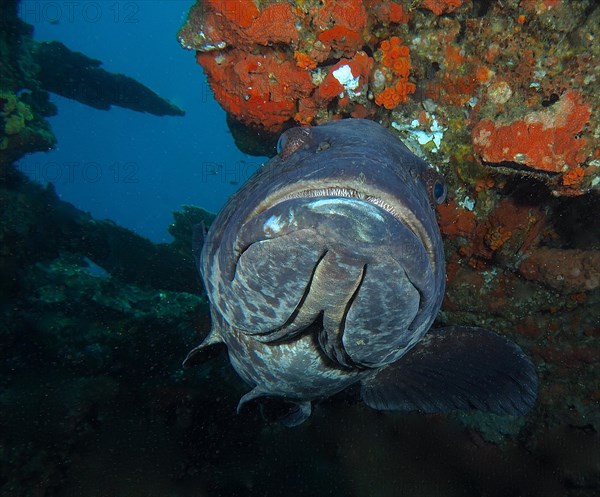 Potato grouper