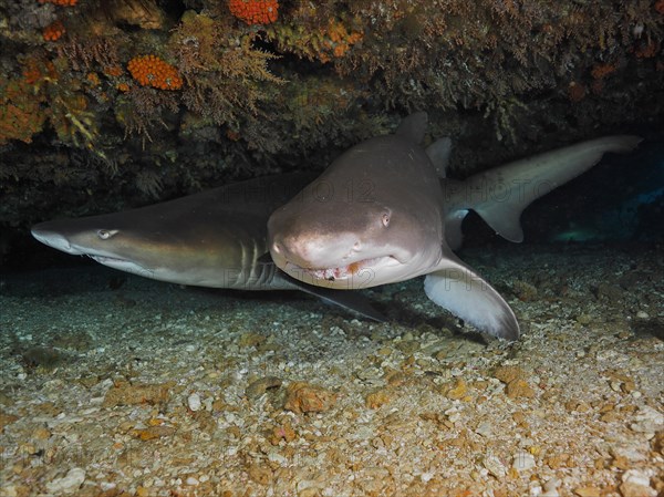 Two sand tiger sharks