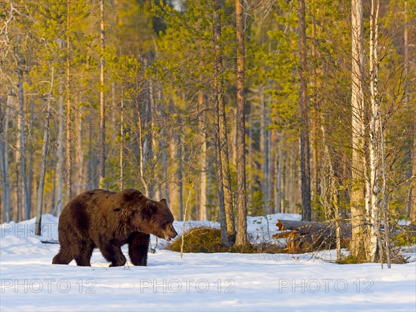 European brown bear