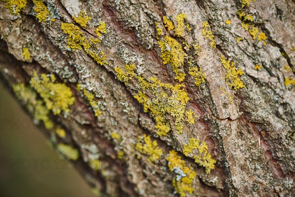 Common orange lichen