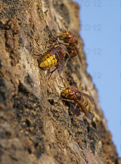 European hornets