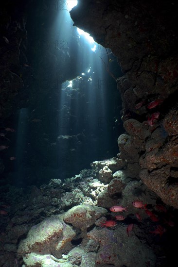 Shoal of white fringed soldierfish