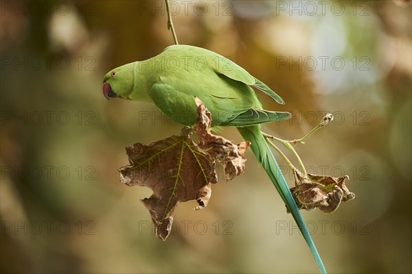 Monk parakeet