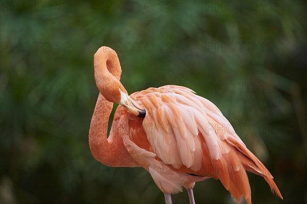 Portrait of an American flamingo