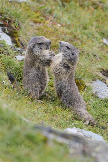 Alpine marmot