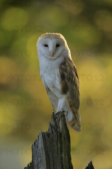 Common barn owl