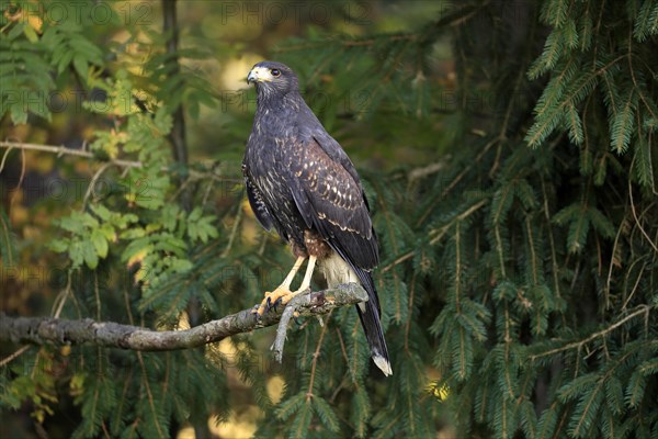 Harris's hawk