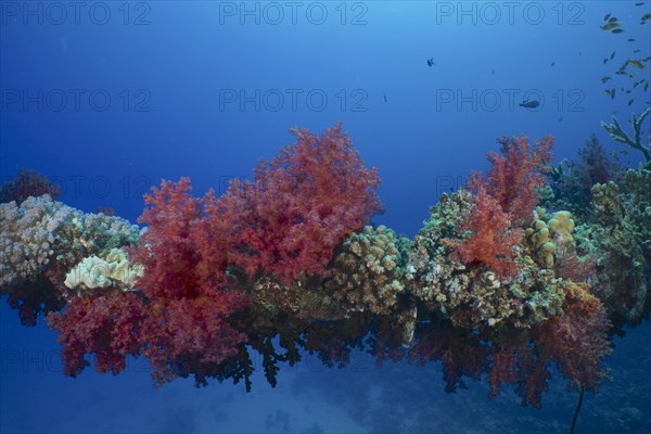 Small polyp stony coral