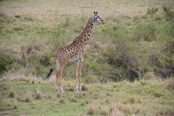 Masai giraffe