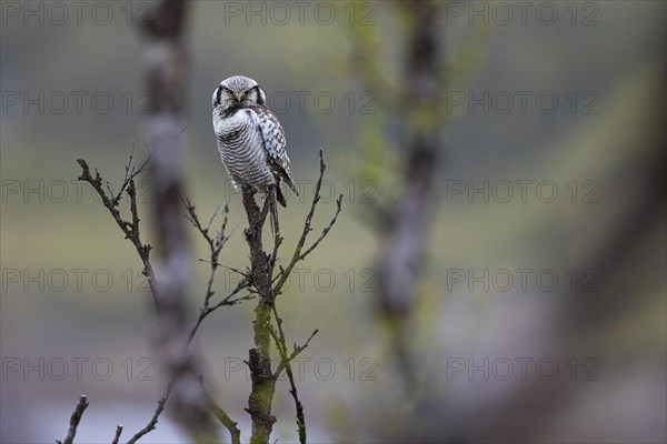 Northern hawk owl