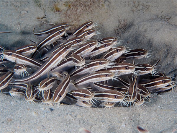 Striped eel catfish