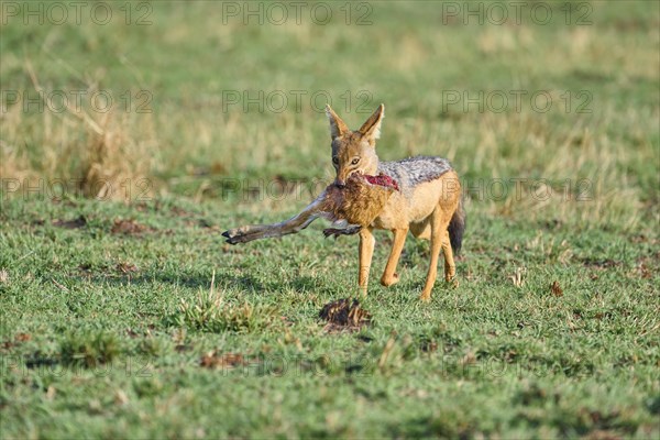 Black-backed jackal